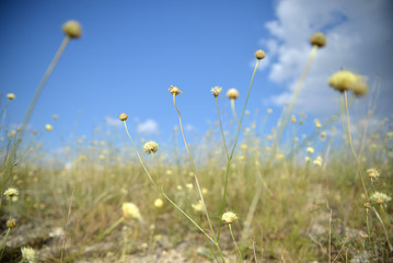 field of dry flowers

