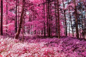 Magical view into an infrared forest shout with purple and pink leaves