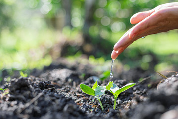 Hand nurturing and watering young baby plants growing in germination sequence on fertile soil