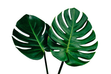 Vibrant Green Mostera Plant Leaves Against A White Background,clipping path inclu - obrazy, fototapety, plakaty