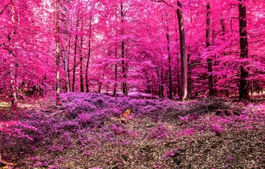 Wall murals Pink Magical view into an infrared forest shout with purple and pink leaves