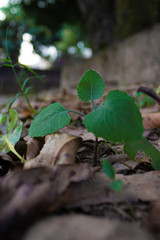 green leaves in the forest dry leaves