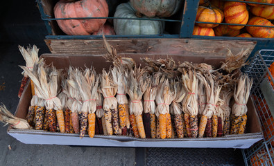 Corn and pumpkins at a small street market