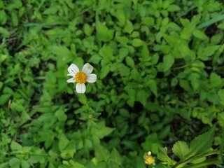 Plants,Flowers and Fruits