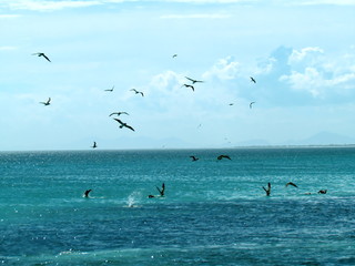Seagulls are always looking for food
