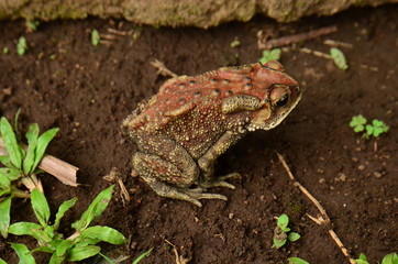 Close-Up Of Frog On ground