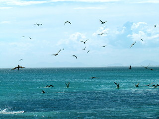 Fototapeta na wymiar Seagulls are always looking for food