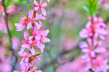 macro photo pink wildflowers close-up color nature