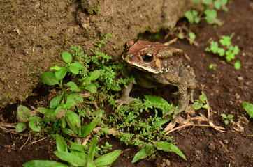 Close-Up Of Frog On ground