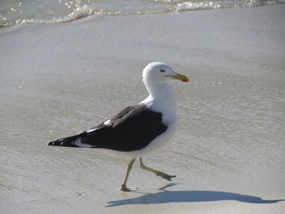 Seagulls perched next to the water's edge