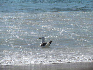 Seagulls perched next to the water's edge