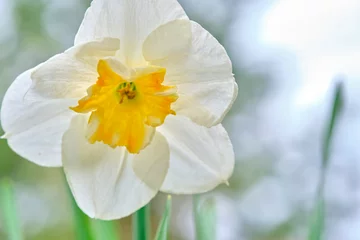 Outdoor kussens narcis close-up © LemPro Filming Life