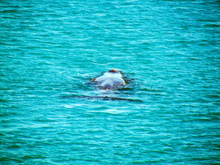 Southern Right Whale Sighting at Praia Grande