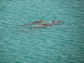 Fototapeta premium Southern Right Whale Sighting at Praia Grande