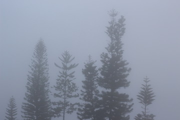 Arboles en neblina