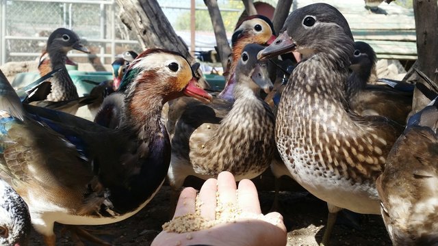 Cropped Image Of Hand Feeding Ducks On Field