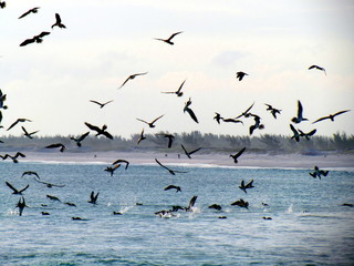 Seagulls are always looking for food