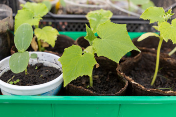 Small green cucumber sprouts potted in the greenhouse. Cultivated gardening