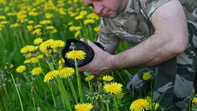 Nature photographer in camouflage clothing is on his knees in a large dandelion field, taking photos and filming the bright wildflowers outdoors