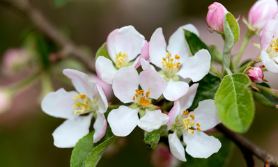 Spring flowers apple tree flowers, on blurred background