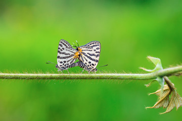 Double tailed butterfly