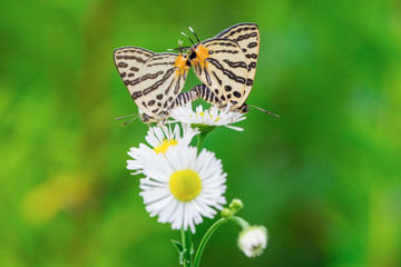 Double tailed butterfly