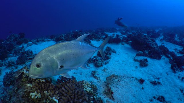 Giant trevally, Ulua, swim actively with a white tip reef shark, around a Hawaiian rocky tropical reef in the clear blue ocean. 