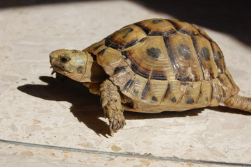 turtle