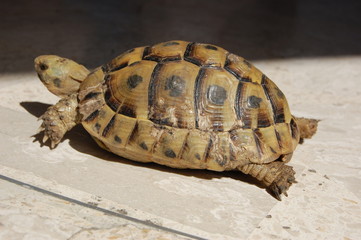 turtle