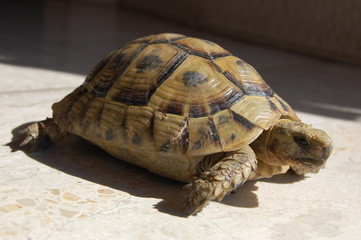 turtle