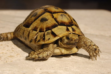 turtle