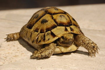 turtle