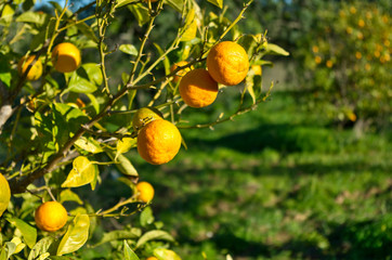 Oranges on trees for harvesting in Algarve, Portugal