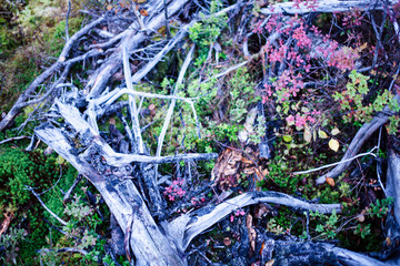 wild autumn forrest, roots of trees in mess background, dark world