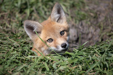 Fototapeta premium Young Baby Fox Playing in the Sun
