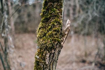 moss on tree