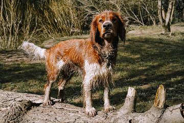 portrait of a spaniel