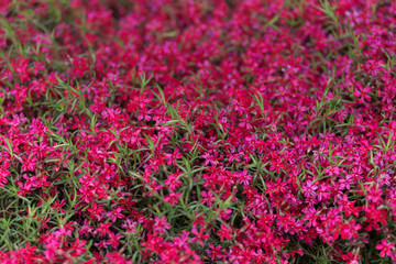 Full Frame Shot Of Multi Colored Flowers. High angle flower arrangement. Pink And Purple Flower Bouquets At Market. Hello spring. Gift for international woman day. Selective focus