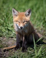 Fototapeta premium Young Baby Fox Playing in the Sun