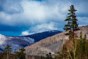 a lonely tree in the mountains