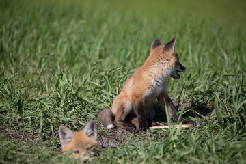 Obraz premium Young Baby Fox Playing in the Sun