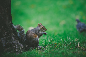 Squirrel sitting under a tree eating candy.