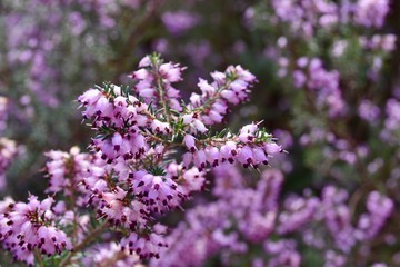 Purple Heather 