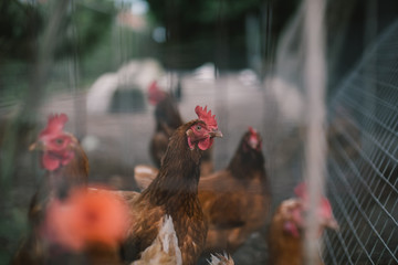 Domestic chicken farm in England