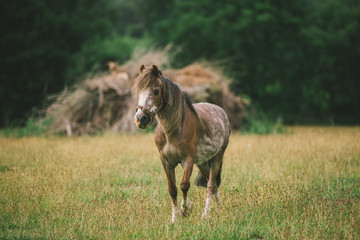 Obraz premium Horses running on the lawn