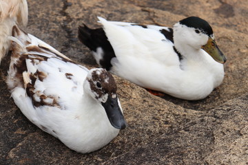 a pair of white ducks