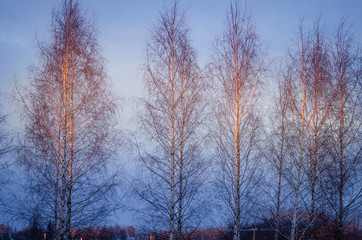 Snow covered trees with white sky and frost around