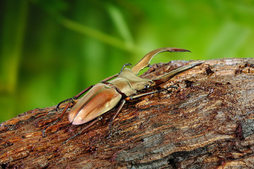 Beetle : Stag beetle (Cyclommatus metallifer) is a genus of the Lucanidae family. Beautiful beetle with lustrous metallic bodies,one of most famous exotic pets.