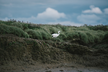 Fototapeta premium Egret by the river