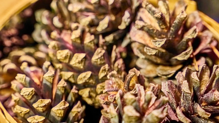 many lots of pine cones macro photo color